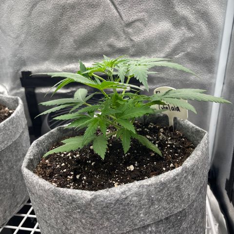 Electric Qoolaid growlog timeline photo