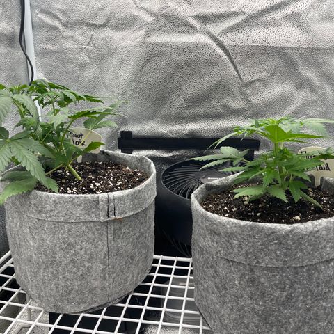 Electric Qoolaid growlog timeline photo