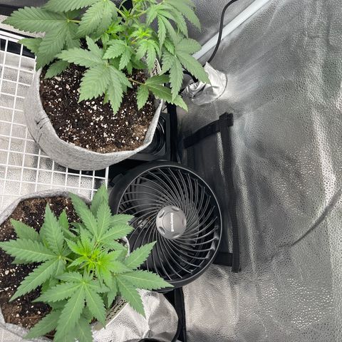 Pinot Noir growlog timeline photo