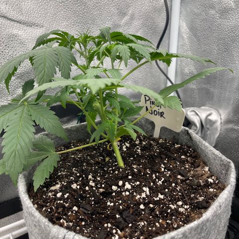 Pinot Noir growlog timeline photo