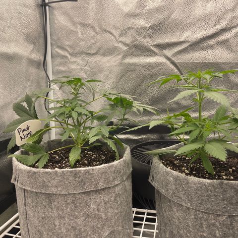 Pinot Noir growlog timeline photo