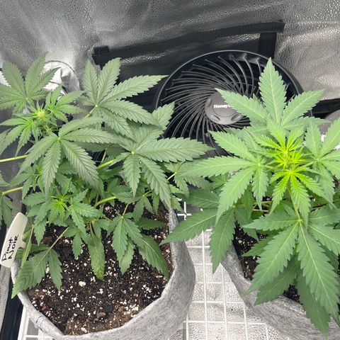 Pinot Noir growlog timeline photo