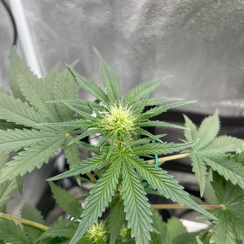 Pinot Noir growlog timeline photo