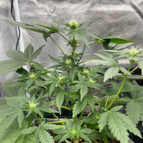 Pinot Noir growlog timeline photo