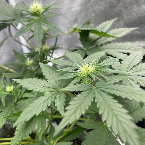 Pinot Noir growlog timeline photo