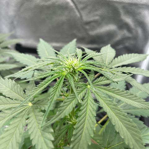 Electric Qoolaid growlog timeline photo