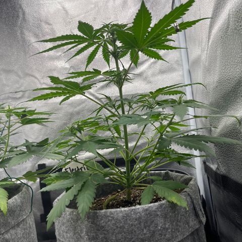 Electric Qoolaid growlog timeline photo