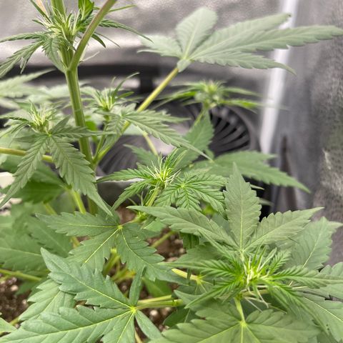 Electric Qoolaid growlog timeline photo