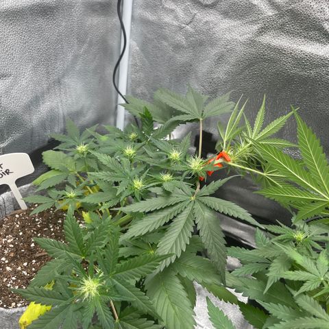 Pinot Noir growlog timeline photo