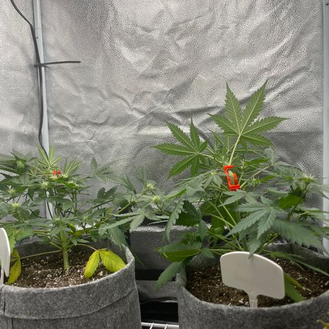 Electric Qoolaid growlog timeline photo