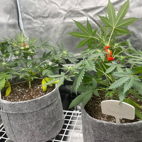 Electric Qoolaid growlog timeline photo
