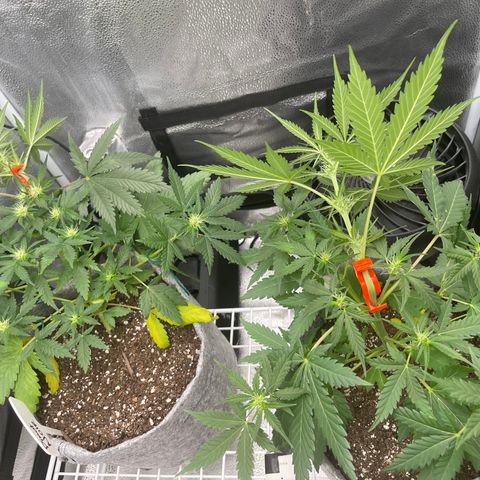 Electric Qoolaid growlog timeline photo