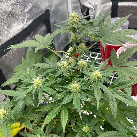 Pinot Noir growlog timeline photo