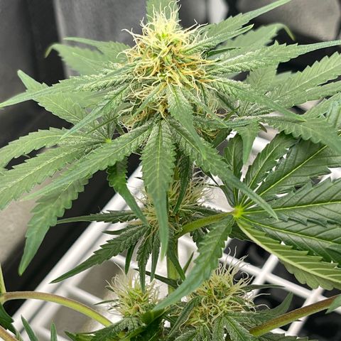 Pinot Noir growlog timeline photo