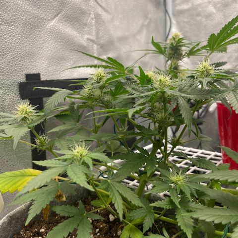 Pinot Noir growlog timeline photo