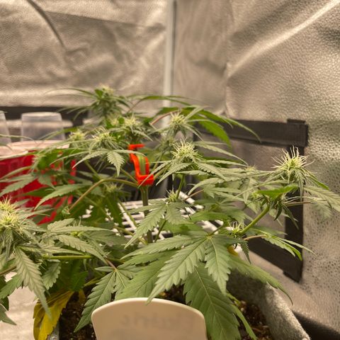 Electric Qoolaid growlog timeline photo