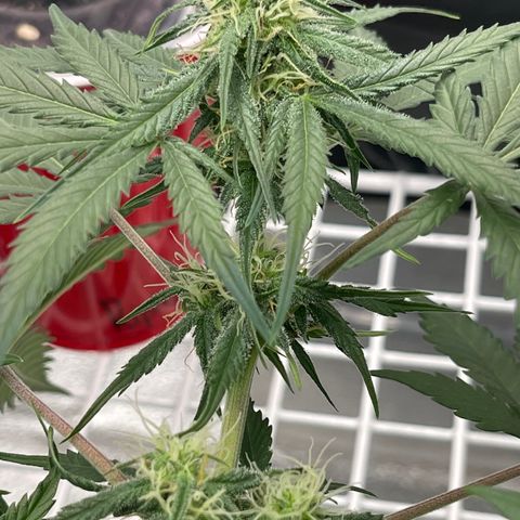 Electric Qoolaid growlog timeline photo