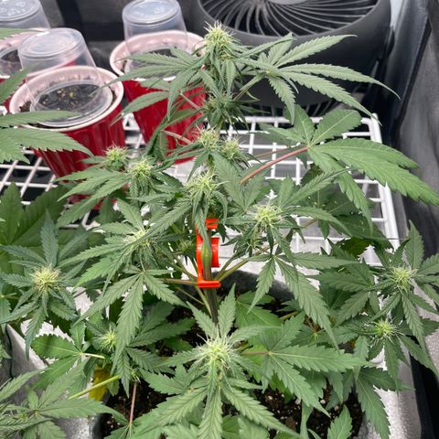Electric Qoolaid growlog timeline photo