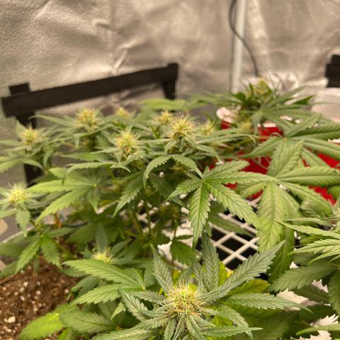 Pinot Noir growlog timeline photo