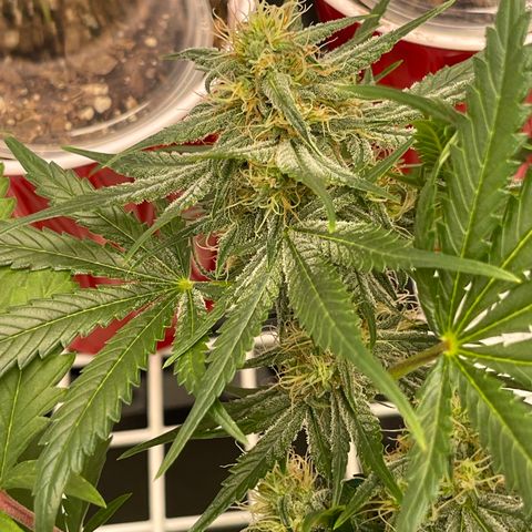 Pinot Noir growlog timeline photo