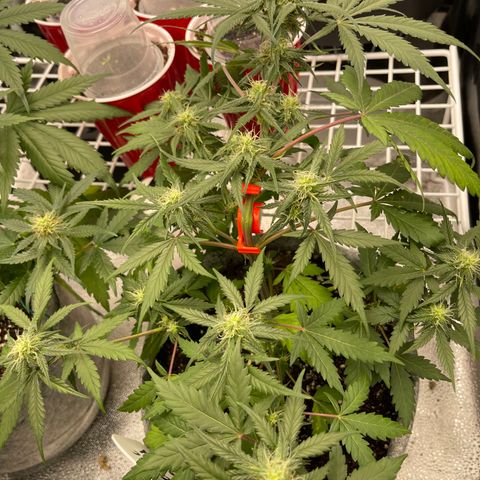 Electric Qoolaid growlog timeline photo