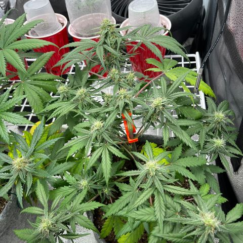 Electric Qoolaid growlog timeline photo