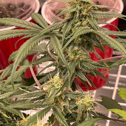 Electric Qoolaid growlog timeline photo