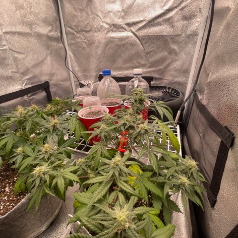 Electric Qoolaid growlog timeline photo