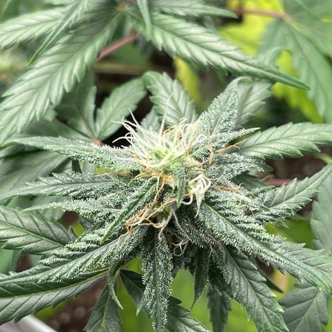 Electric Qoolaid growlog timeline photo