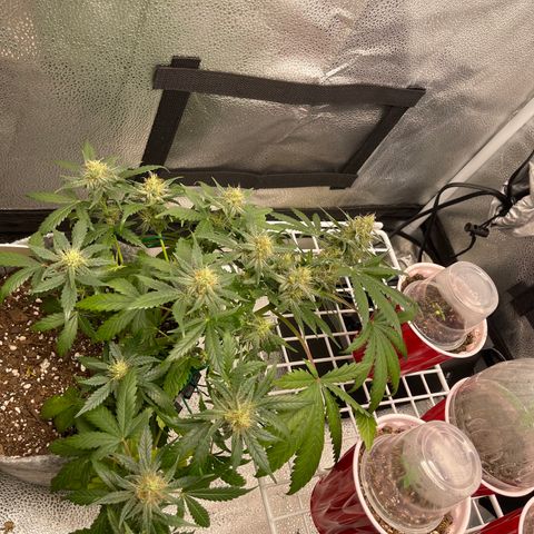 Pinot Noir growlog timeline photo