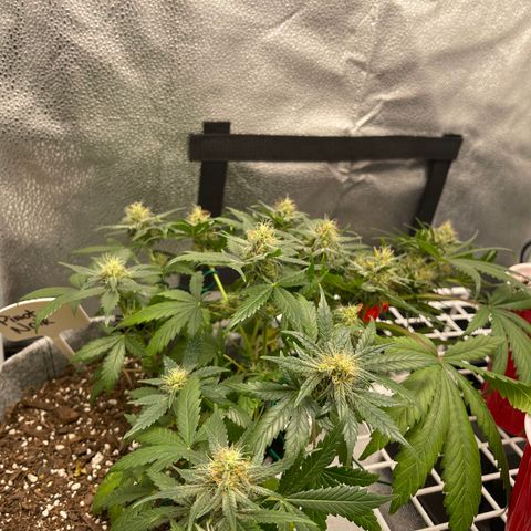 Pinot Noir growlog timeline photo