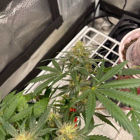 Pinot Noir growlog timeline photo