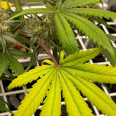 Pinot Noir growlog timeline photo