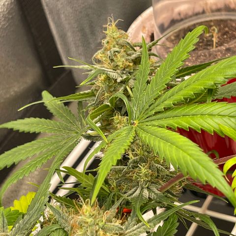 Pinot Noir growlog timeline photo