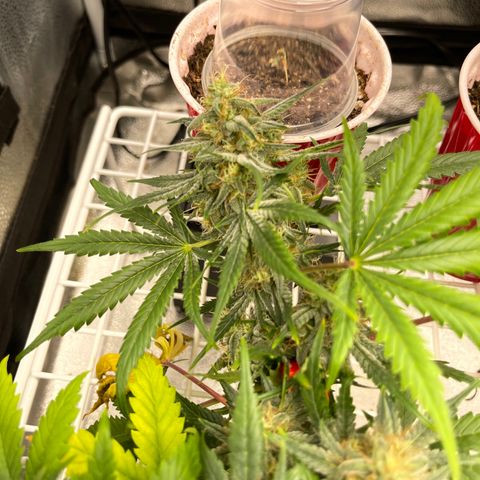 Pinot Noir growlog timeline photo