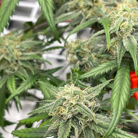 Electric Qoolaid growlog timeline photo