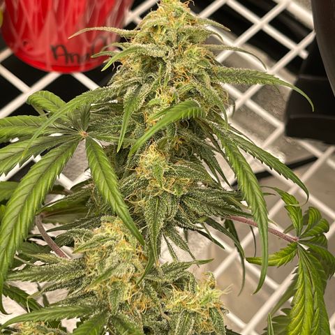 Electric Qoolaid growlog timeline photo