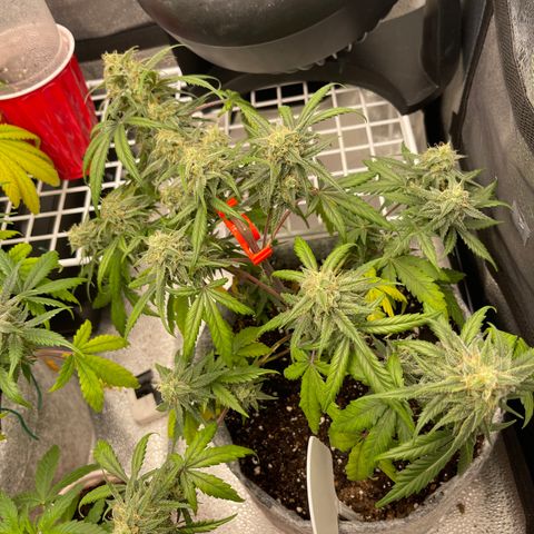 Electric Qoolaid growlog timeline photo