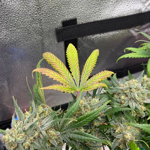 Pinot Noir growlog timeline photo