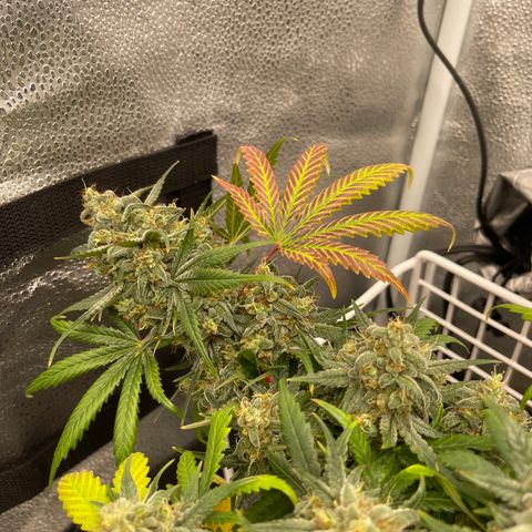 Pinot Noir growlog timeline photo