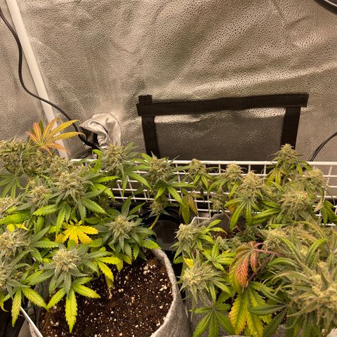 Pinot Noir growlog timeline photo