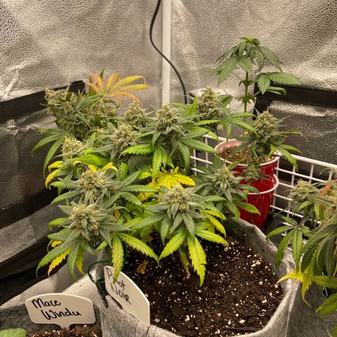 Pinot Noir growlog timeline photo