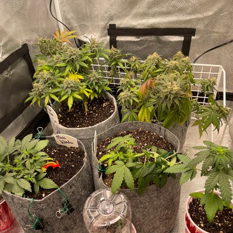 Pinot Noir growlog timeline photo