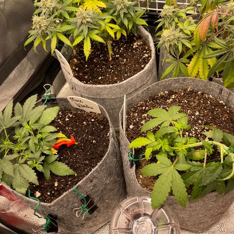 Pinot Noir growlog timeline photo