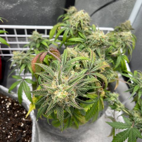 Electric Qoolaid growlog timeline photo