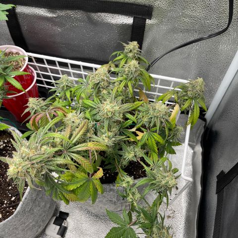Electric Qoolaid growlog timeline photo