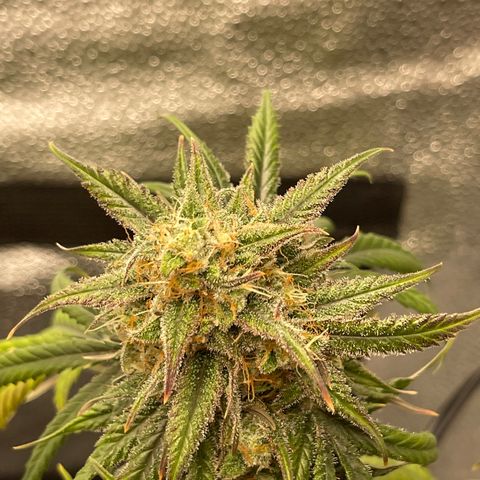 Electric Qoolaid growlog timeline photo