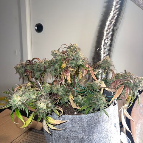 Electric Qoolaid growlog timeline photo