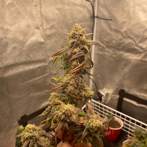 Electric Qoolaid growlog timeline photo