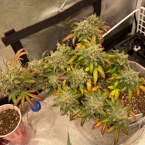 Pinot Noir growlog timeline photo